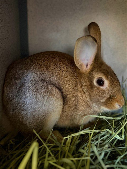 JUDY HOPPS Image