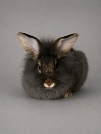 JUDY HOPPS - Photo 1