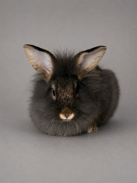 JUDY HOPPS - Shorthaired Rabbit available for adoption