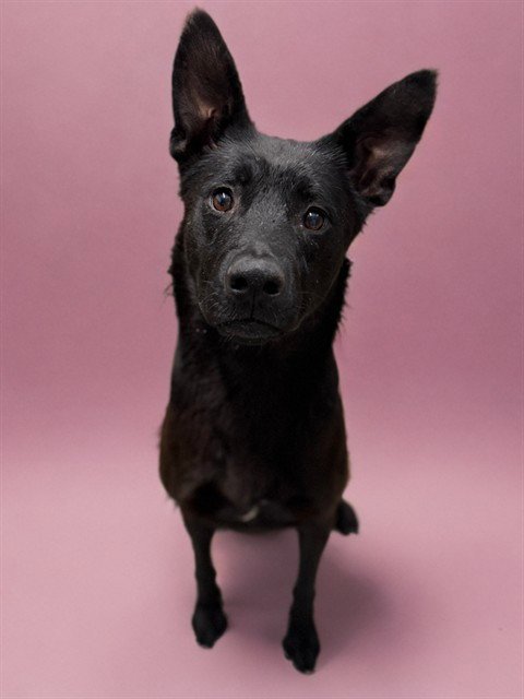 TOSINA - German Shepherd Dog available for adoption