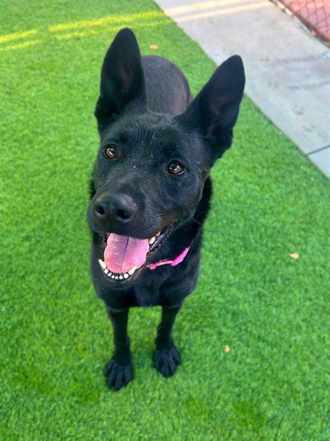 TOSINA - German Shepherd Dog for adoption in Simi Valley