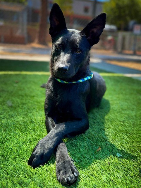 TOSINA - German Shepherd Dog available for adoption