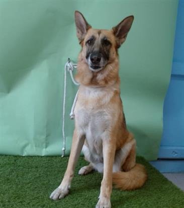 SUGAR - German Shepherd Dog available for adoption