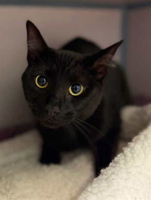 ASHER - Domestic Short Hair available for adoption