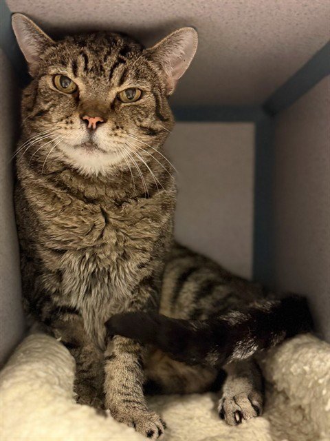 TOM - Domestic Short Hair for adoption in Simi Valley