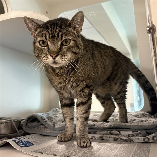 TOM Image