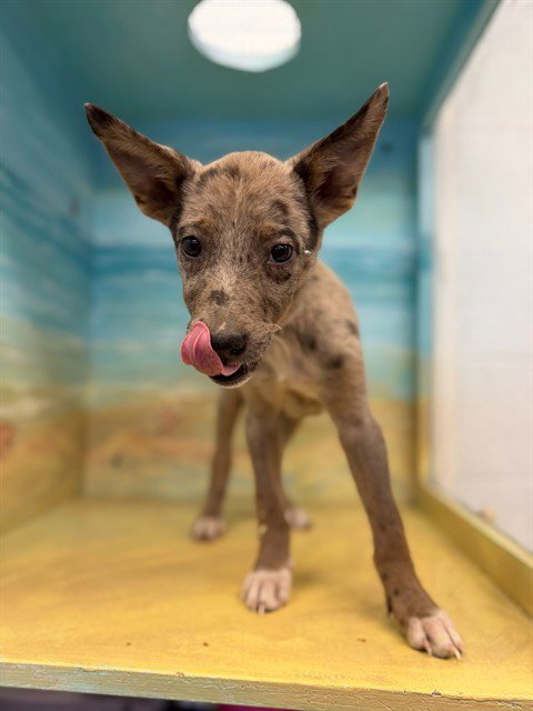 SKY - Jack Russell Terrier (Parson Russell Terrier) / Australian Shepherd available for adoption