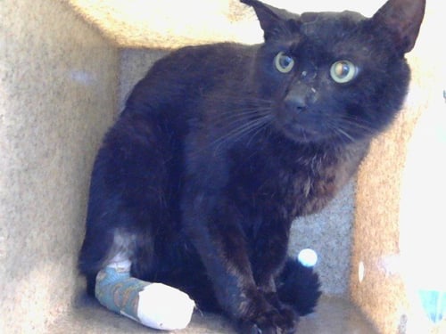 DRU - Domestic Short Hair for adoption in Simi Valley