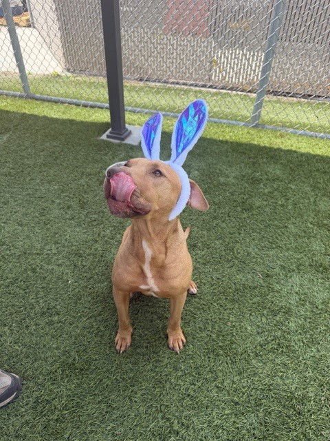 LUCKY - Pit Bull Terrier for adoption in Thousand Oaks