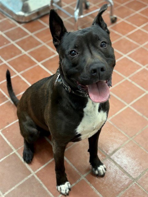 GIZMO - Pit Bull Terrier available for adoption