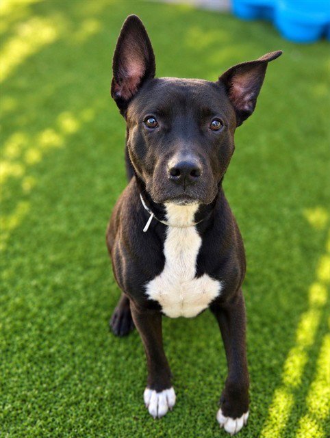 GIZMO - Pit Bull Terrier available for adoption