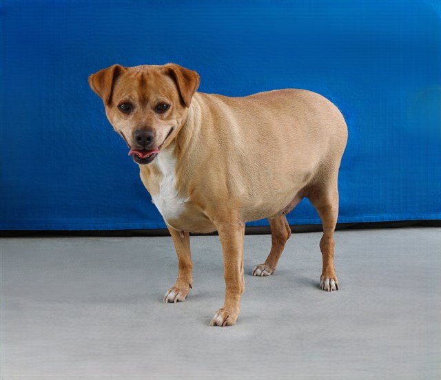 ARCHIE Image