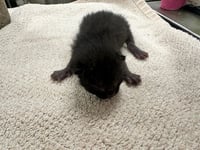 BALOO - Photo 1