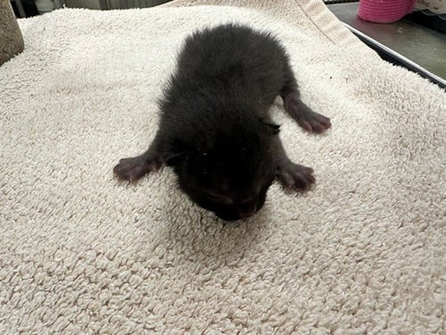 BALOO - Domestic Short Hair available for adoption