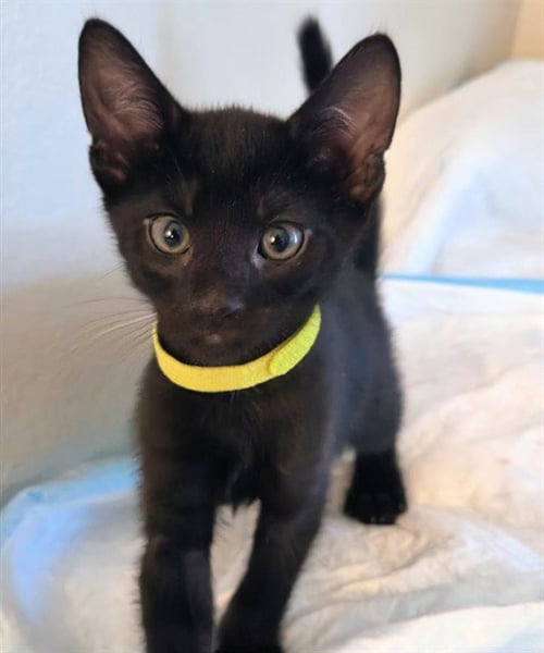 BALOO - Domestic Short Hair available for adoption