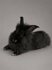 PEPPER - Photo 1