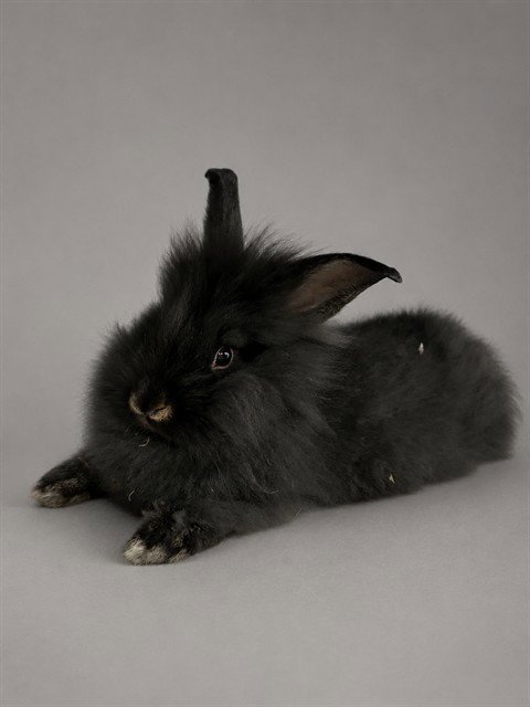 PEPPER - Shorthaired Rabbit available for adoption