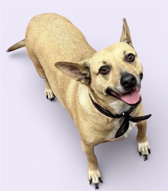 CANELO REX - Chihuahua available for adoption