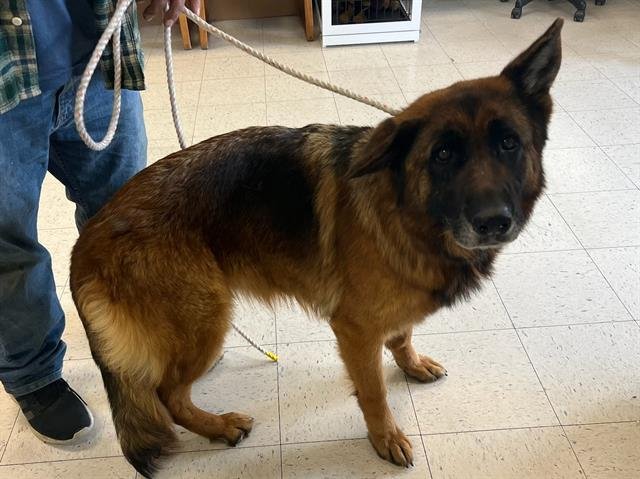 DAISY - German Shepherd Dog available for adoption