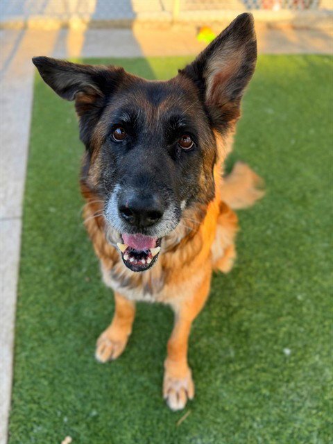 DAISY - German Shepherd Dog available for adoption