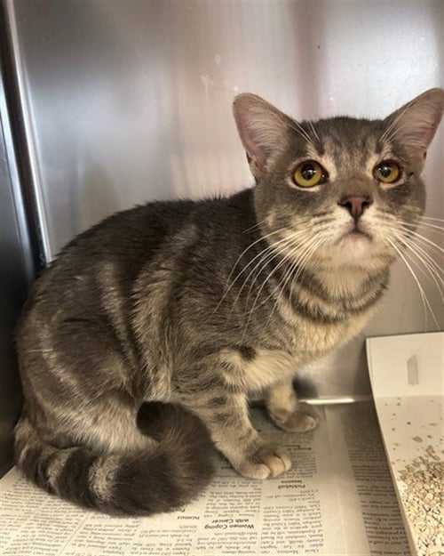 HANK - Domestic Short Hair available for adoption