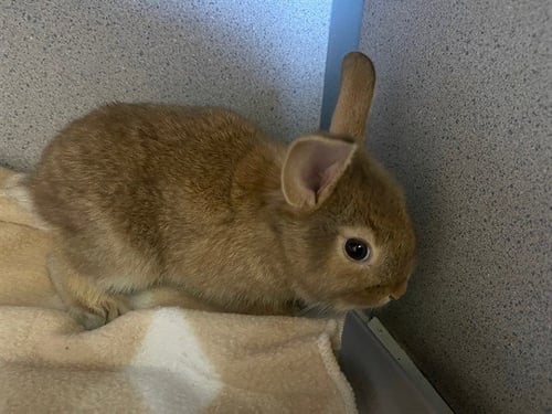 OBI BUN KENOBI - Shorthaired Rabbit available for adoption