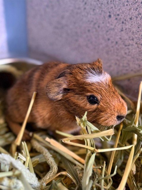 A5801971 - Guinea Pig available for adoption
