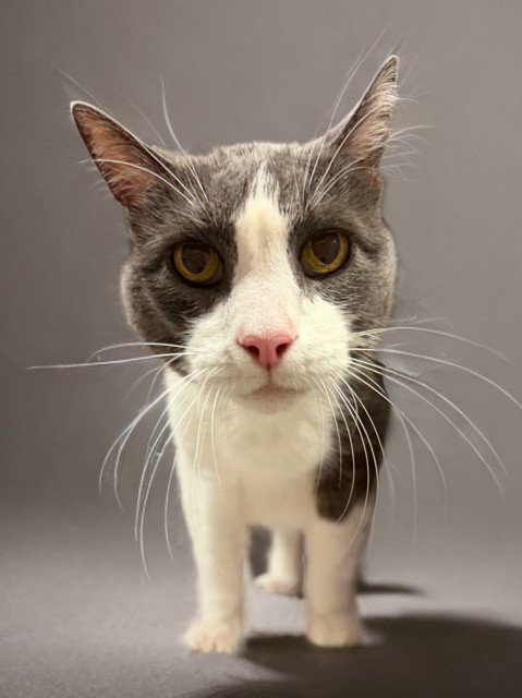 CLYDE - Domestic Short Hair available for adoption