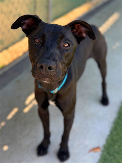 BENNI - Labrador Retriever / German Shepherd Dog available for adoption