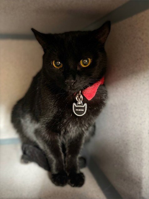 DANTE - Domestic Short Hair available for adoption