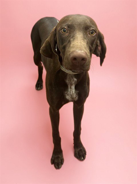 DARLEEN - Pointer available for adoption