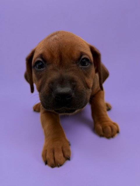 CARLY - Pit Bull Terrier available for adoption