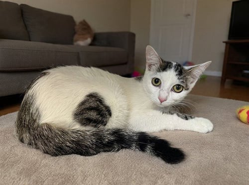 AYLA - Domestic Short Hair available for adoption