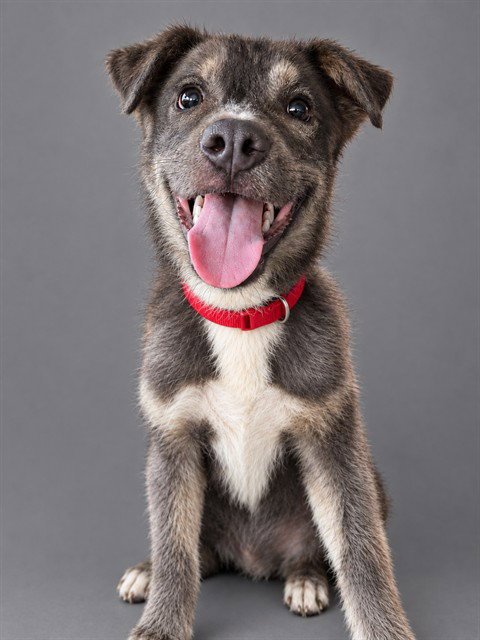DANTE - Pit Bull Terrier / Siberian Husky available for adoption