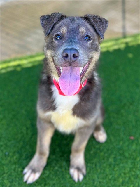 DANTE - Pit Bull Terrier / Siberian Husky available for adoption