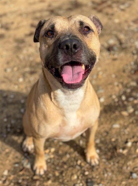 BON BON - Pit Bull Terrier available for adoption