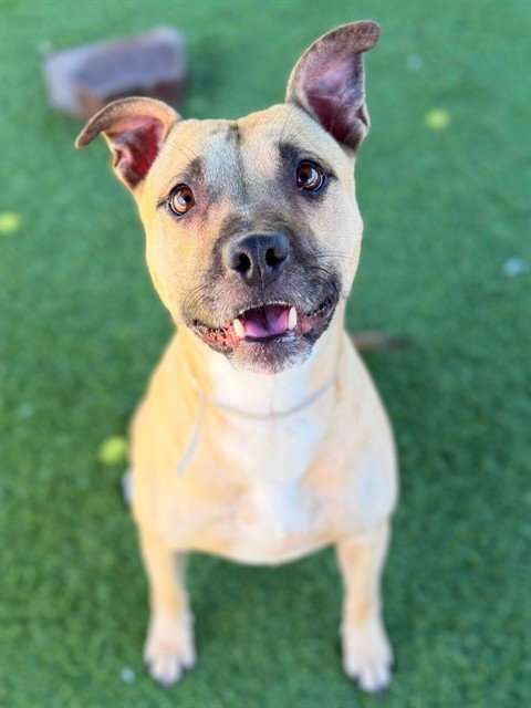 BON BON - Pit Bull Terrier available for adoption