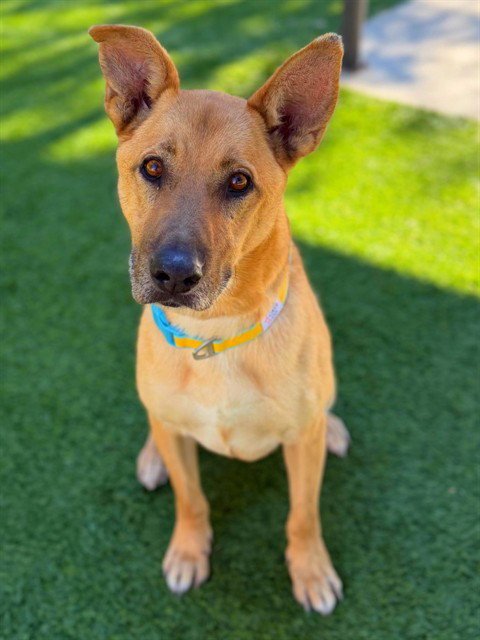 CHULA - German Shepherd Dog available for adoption