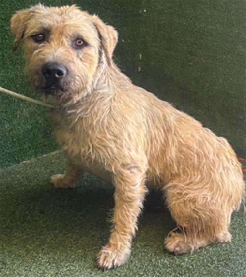 CLORA - Terrier available for adoption