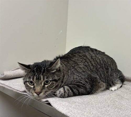 JAX - Domestic Short Hair available for adoption