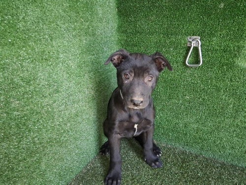 KANE - Pit Bull Terrier available for adoption