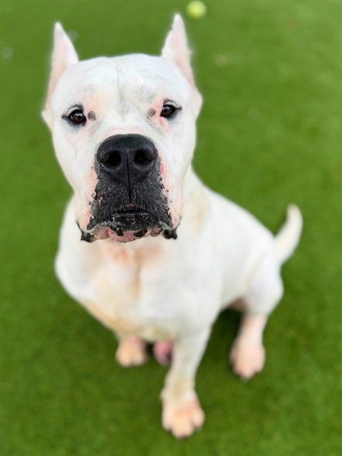 LECHE - Dogo Argentino available for adoption