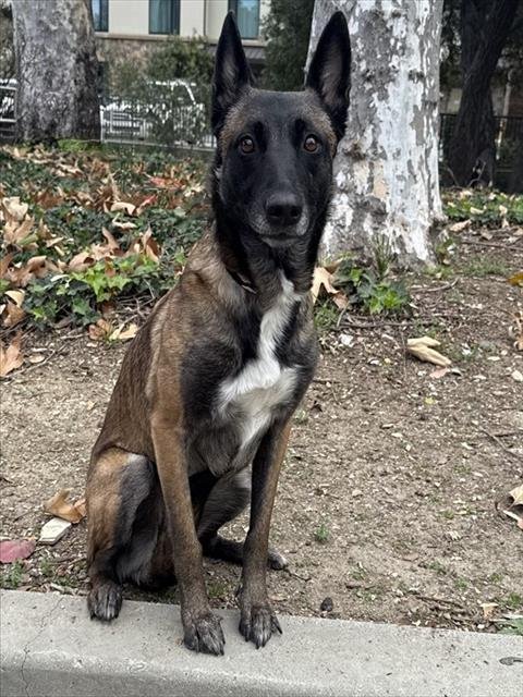 ARYA - Belgian Shepherd Malinois available for adoption