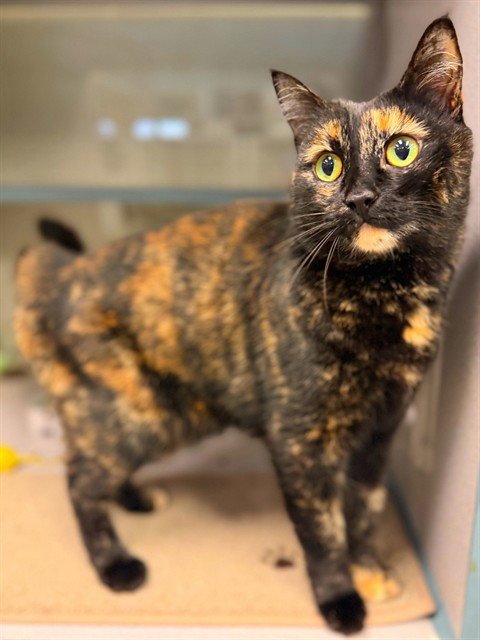 SQUEE - Domestic Short Hair available for adoption