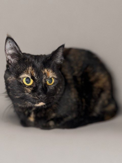 SQUEE - Domestic Short Hair available for adoption