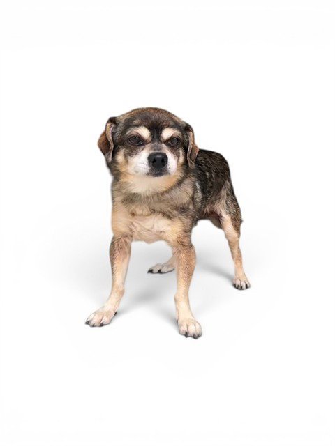 PHOEBE - Chihuahua for adoption in Simi Valley