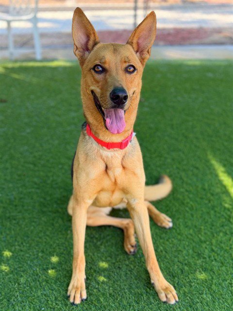 VERONA - German Shepherd Dog for adoption in Simi Valley