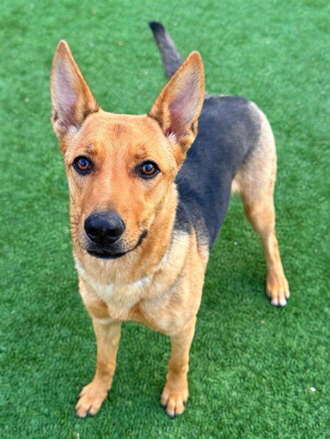 VERONA - German Shepherd Dog available for adoption