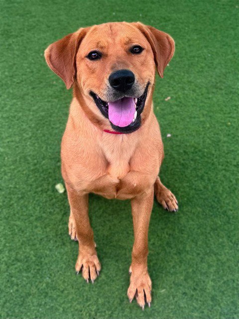 MYRA - Labrador Retriever available for adoption