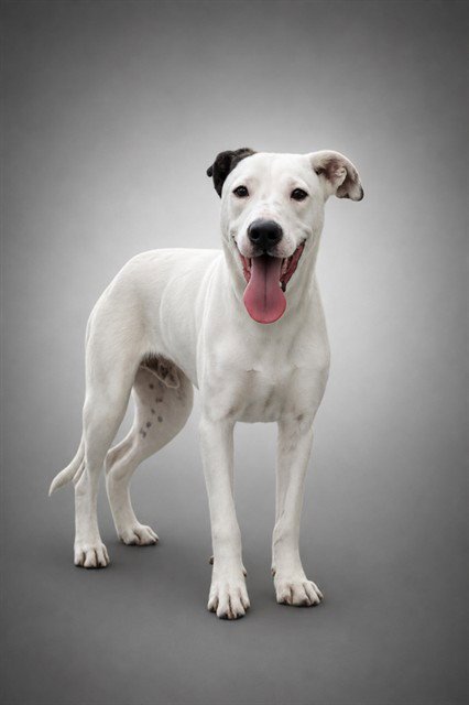 VICTOR (A.K) - Dalmatian / German Shepherd Dog available for adoption